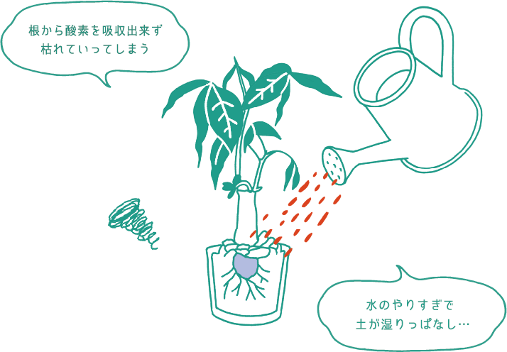 根から酸素を吸収出来ず枯れていってしまう
水のやりすぎで土が湿りっぱなし…