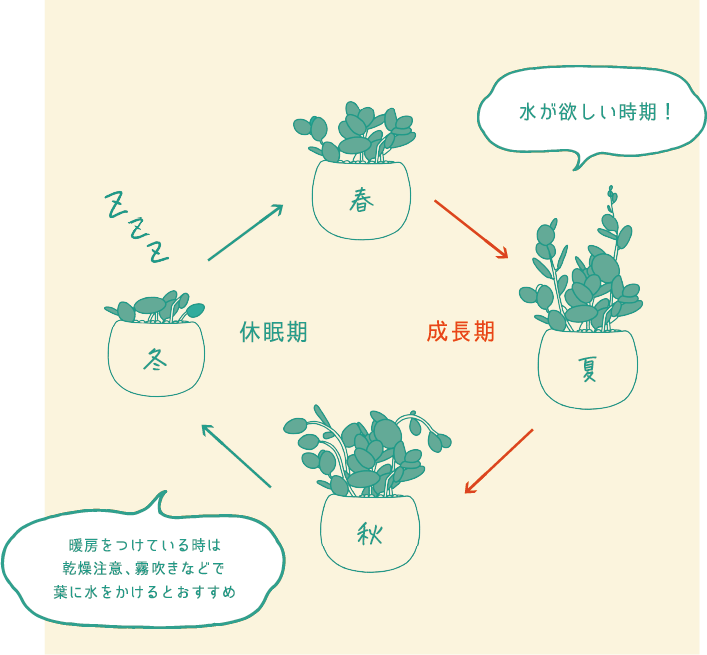 春→（成長期：水が欲しい時期！）夏→秋→（休眠期：暖房をつけている時は乾燥注意、霧吹きなどで葉に水をかけるとおすすめ）冬