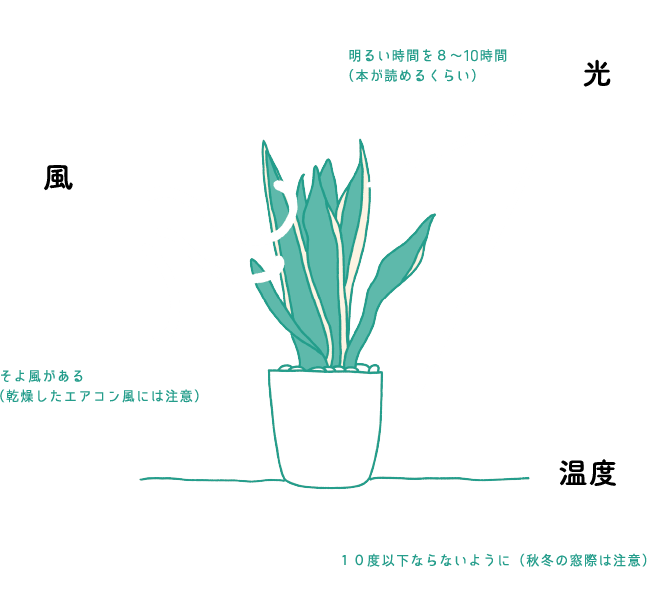「光」明るい時間を8~10時間 (本が読めるくらい)　「風」そよ風がある (乾燥したエアコン風には注意)　「温度」10度以下ならないように(秋冬の窓際は注意)