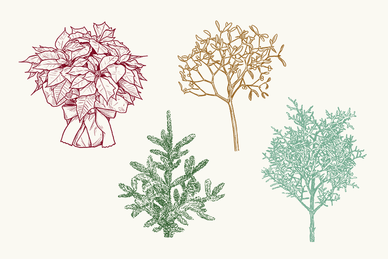 クリスマスを祝う花々