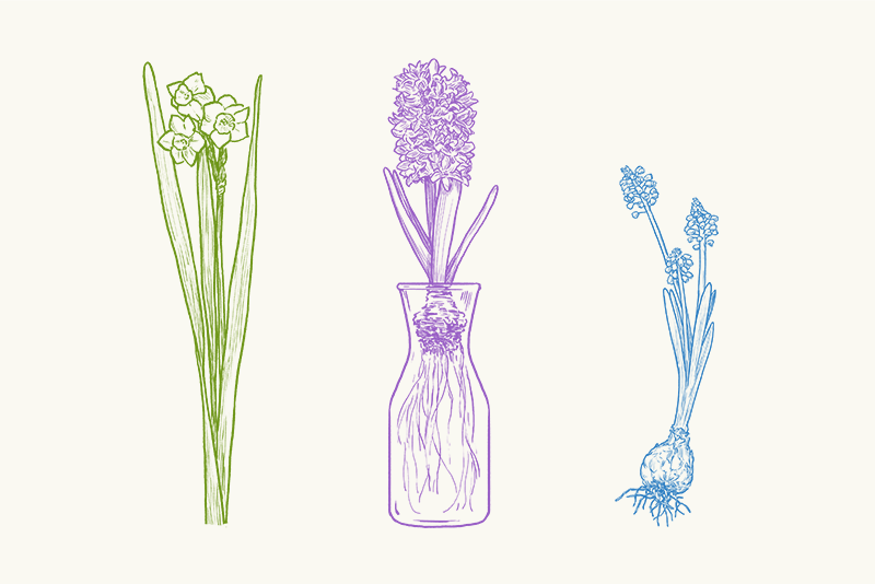 可憐なワイルドフラワーも